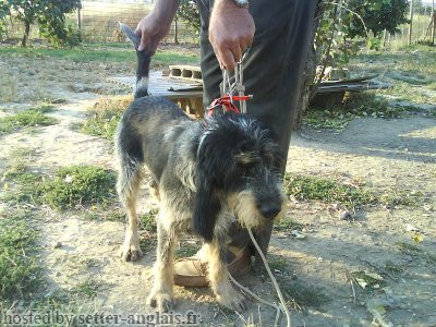 Griffon Bleu de Gascogne BALADIN