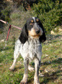 Griffon Bleu de Gascogne ORIANE Griffon Bleu de Gascogne ORIANE