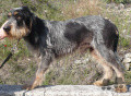 Griffon Bleu de Gascogne BRIGAND Griffon Bleu de Gascogne BRIGAND